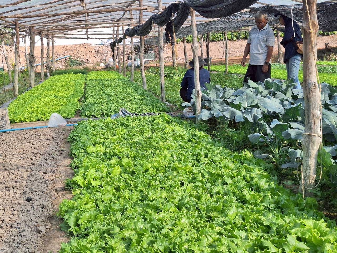 title - ผู้ตรวจราชการ ส.ป.ก. ประชุมตรวจราชการและติดตามความก้าวหน้าผลการดำเนินงานตามแผนการตรวจราชการของผู้ตรวจราชการสำนักงานการปฏิรูปที่ดินเพื่อเกษตรกรรม ประจำปีงบประมาณ พ.ศ. 2569 รอบที่ 1 เขตตรวจราชการที่ 11 จังหวัดนครพนม